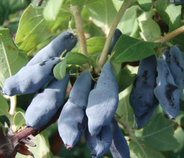 Амфора ( нет в наличии) - лпх-первомайское.рф