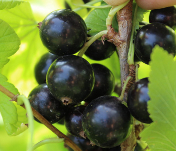 Смородина Мушкетёр - лпх-первомайское.рф