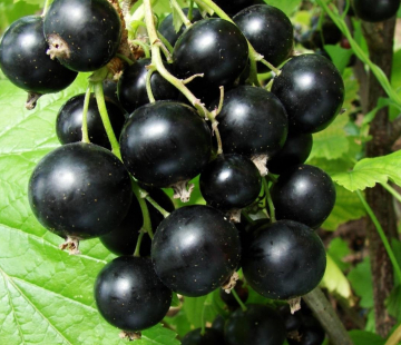 Смородина Викторина  - лпх-первомайское.рф