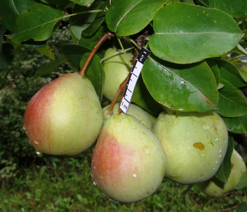 Груша Султан - лпх-первомайское.рф