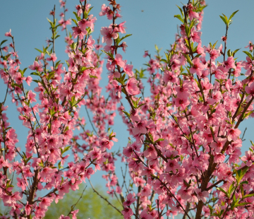 Миндаль (Анюта) - лпх-первомайское.рф