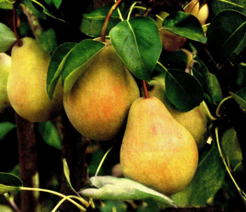 Груша Валентина - лпх-первомайское.рф