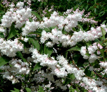 Дейция ( Прайд оф Рочестер) (нет в наличии) - лпх-первомайское.рф