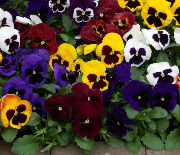 Виола крупноцветковая МИКС ( нет в наличии) - лпх-первомайское.рф