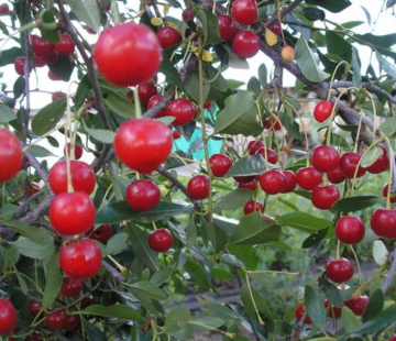 Маяк( нет в наличии) - лпх-первомайское.рф