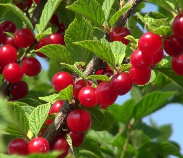 Царевна (нет в наличии) - лпх-первомайское.рф