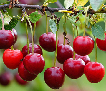 Павловчанка ( нет в наличии) - лпх-первомайское.рф