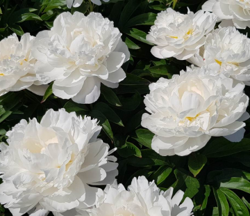 Гардения - лпх-первомайское.рф