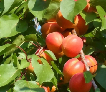 Абрикос Серафим - лпх-первомайское.рф