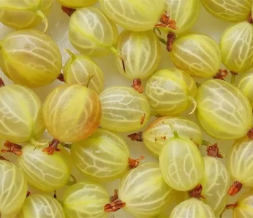  Персиковый (нет в наличии) - лпх-первомайское.рф