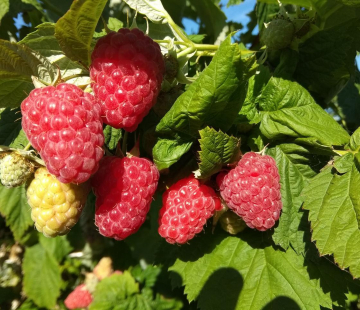 Малина Соколица - лпх-первомайское.рф