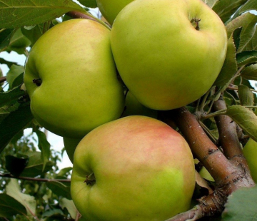 Яблоня Братчуд (зимний)   - лпх-первомайское.рф