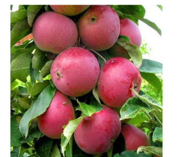 Червонец - лпх-первомайское.рф