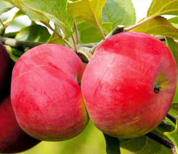 Яблоня Розочка 3х-лет - лпх-первомайское.рф