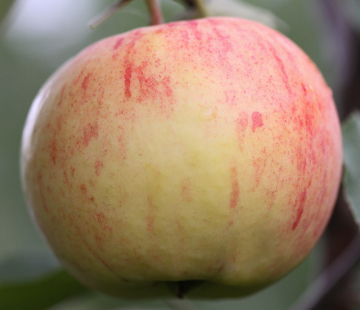 Яблоня Румянка свердловская 3х-лет - лпх-первомайское.рф