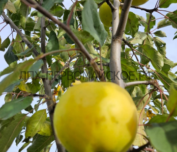 Яблоня Свердловчанин 3х -лет - лпх-первомайское.рф