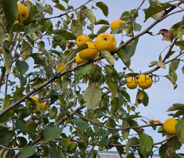 Яблоня Уральское наливное 2х-лет  - лпх-первомайское.рф