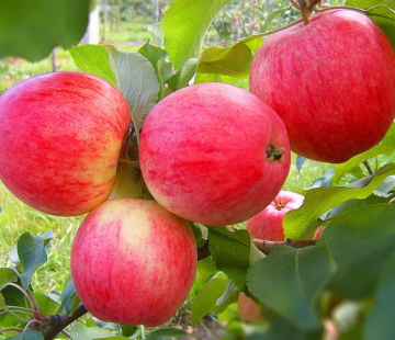 Яблоня Мелба 3х-лет - лпх-первомайское.рф