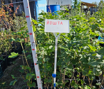 Йошта (Моро)  - лпх-первомайское.рф