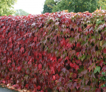 Девичий виноград - лпх-первомайское.рф