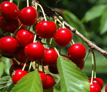 Желанная - лпх-первомайское.рф