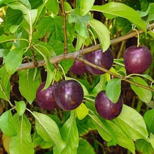 БЕТА - лпх-первомайское.рф