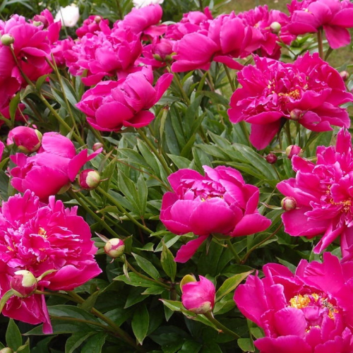 Банкер хилл - лпх-первомайское.рф