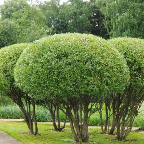 Ива шаровидная козья - лпх-первомайское.рф