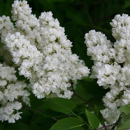 Память о Колесникове (нет в наличии) - лпх-первомайское.рф