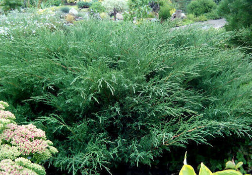 Можжевельник казацкий БЛЮ ДАНУБ - лпх-первомайское.рф