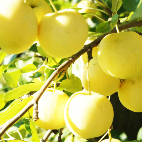 Яблоня Ранет медовый (нет в наличии) - лпх-первомайское.рф