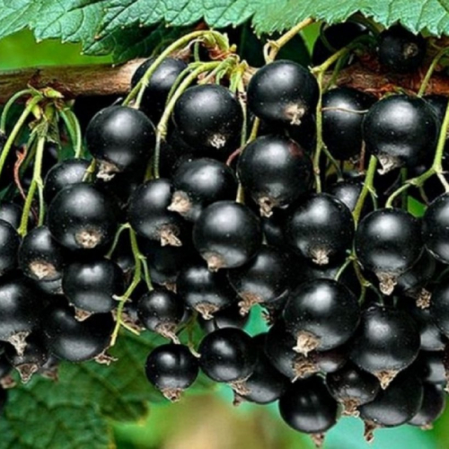 Смородина Краса львова - лпх-первомайское.рф