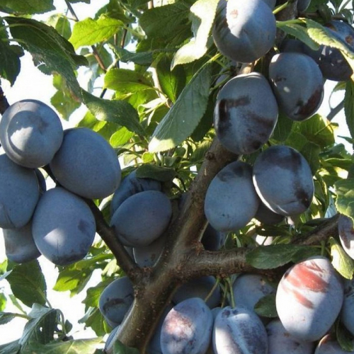 Чернослив  - лпх-первомайское.рф