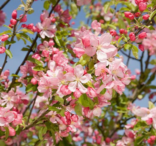 Сливолистная - лпх-первомайское.рф