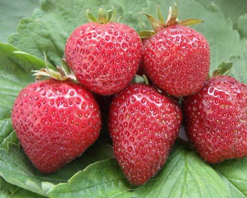 Клубника Флоренс - лпх-первомайское.рф