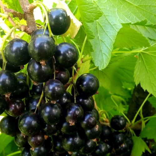 Смородина Селеченская - лпх-первомайское.рф