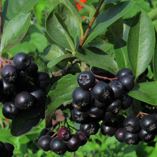 Арония (Амит) - лпх-первомайское.рф