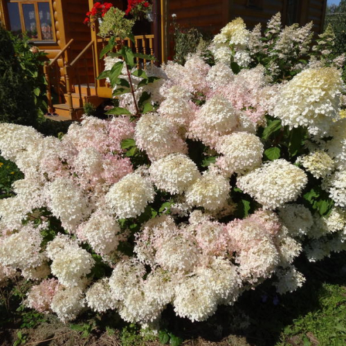 Гортензия "Фантом" - лпх-первомайское.рф