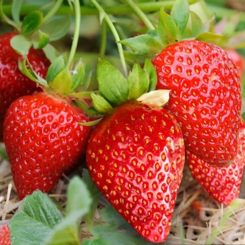 Клубника Нелли - лпх-первомайское.рф