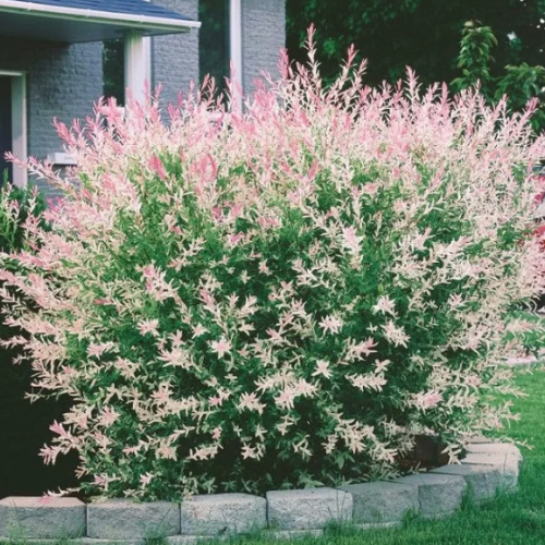 Ива Хакуро нишики - лпх-первомайское.рф