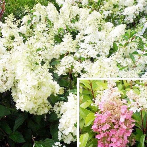 Гортензия "Кэндллайт" - лпх-первомайское.рф