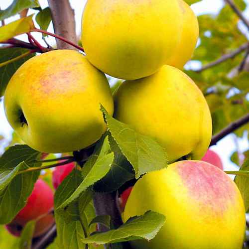 Яблоня ВЭМ-жёлтый (Данило) 3х-лет - лпх-первомайское.рф