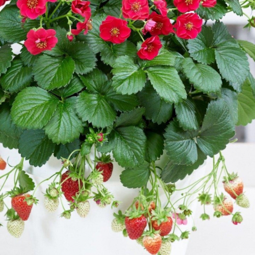 Земляника Саммер Бриз Роуз - лпх-первомайское.рф