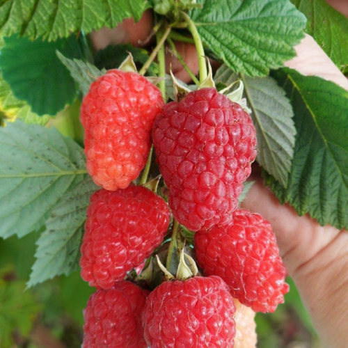 Малина Пшехиба - лпх-первомайское.рф