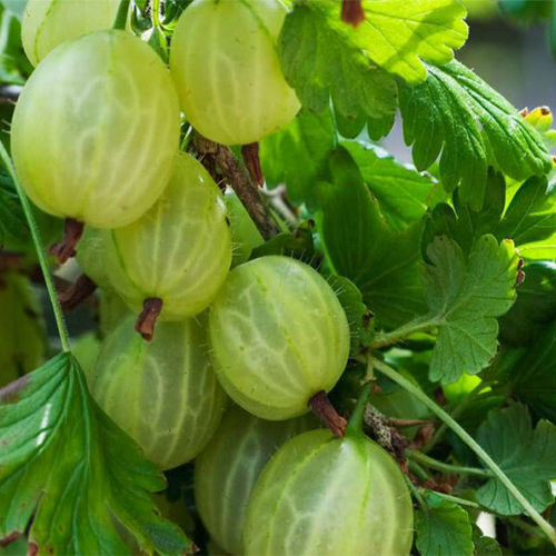 Уайт смит  - лпх-первомайское.рф