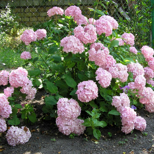 Гортензия древовидная ( Баблгам) 4х лет - лпх-первомайское.рф