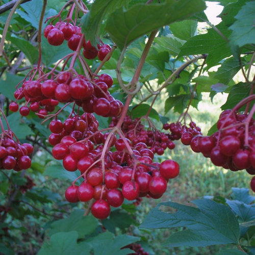 Ульгень(нет в наличии) - лпх-первомайское.рф