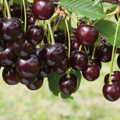 Ночка( нет в наличии) - лпх-первомайское.рф