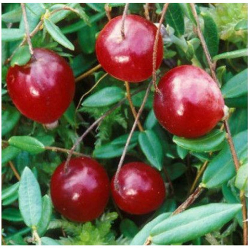 Ховес - лпх-первомайское.рф