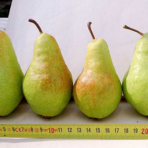 Груша Заметная - лпх-первомайское.рф